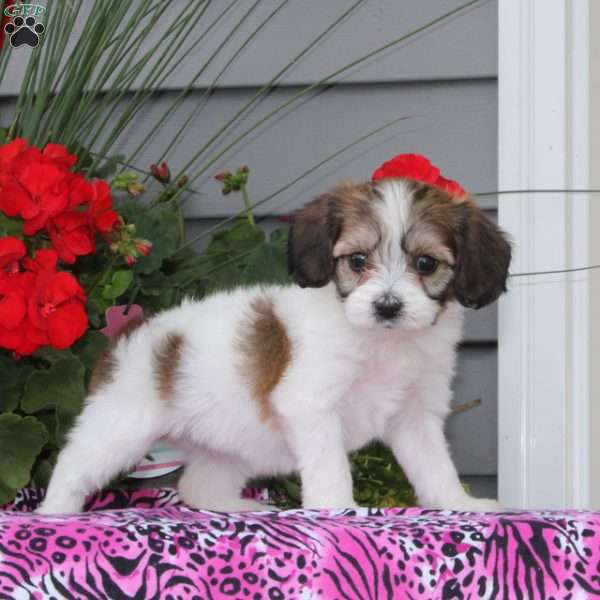 Wren, Cavachon Puppy